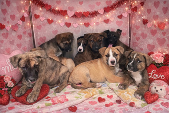 Valentine's Day puppies