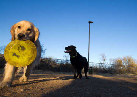 dogs at dog park
