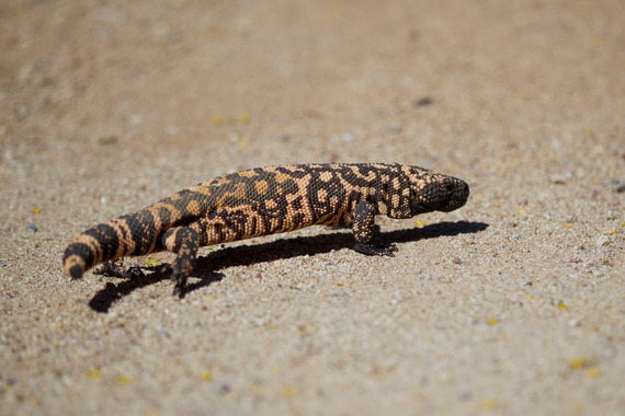 Gila monster