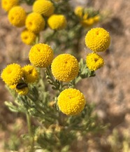 stinknet flowers