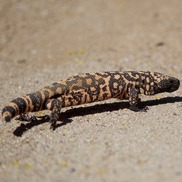Gila monster