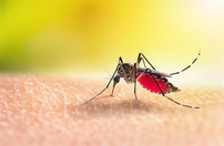 mosquito
