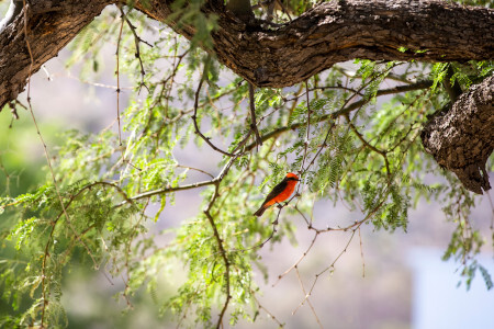 tree with bird on it