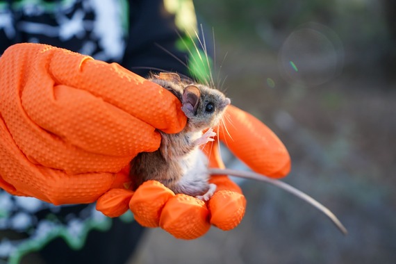 mesquite mouse