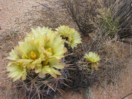 Pima Pineapple Cactus