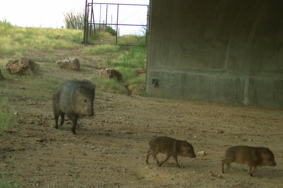 Javelina family