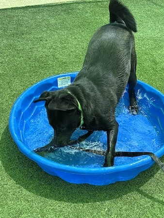 dog in wading pool