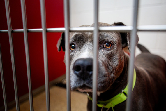Dog in kennel