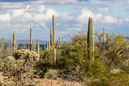 desert with cacti