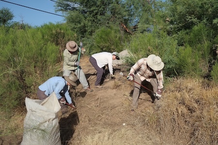volunteers pulling buffelgrass