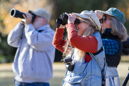 bird watching