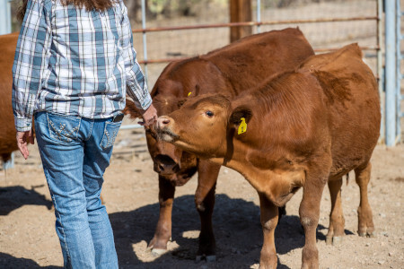 Two calves at calf sale