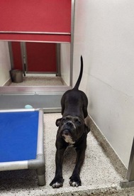 friendly dog stretching
