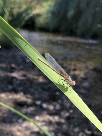 damselfly perched on plant