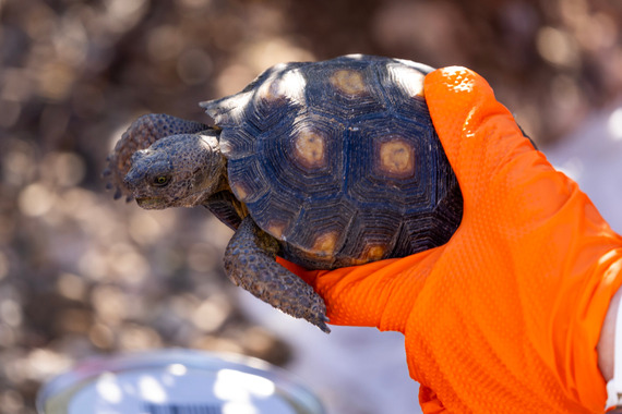 Handling a desert tortoise