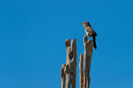 Bird on cactus