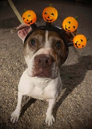 Annabelle the dog
