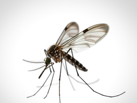 photo of a mosquito
