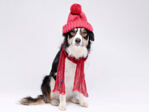 Dog with a hat and scarf on