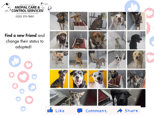 collage of dogs at the shelter