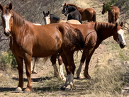 wild horses in Rio Rico