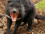rabid coatimundi