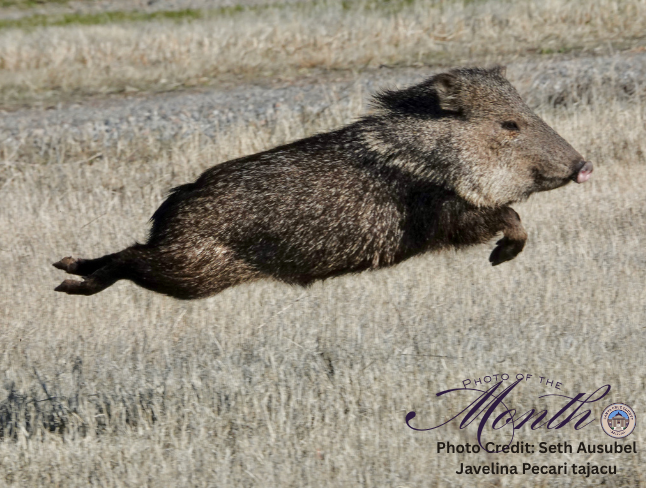 Javelina photo by seth ausubel