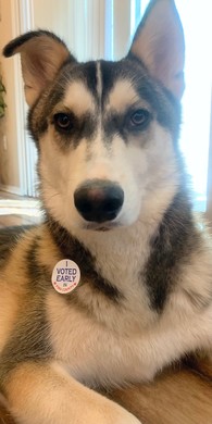 Akari (Nikki's dog) wearing I Voted Sticker