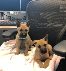 Puppies sitting in office chair