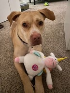 Guero with stuffed unicorn