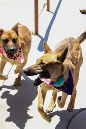 Ward 4 pups birthday