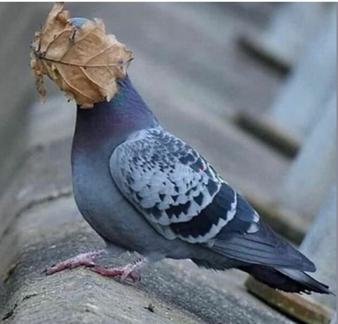 Pigeon with leaf over eyes