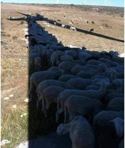 Sheep huddled under shade