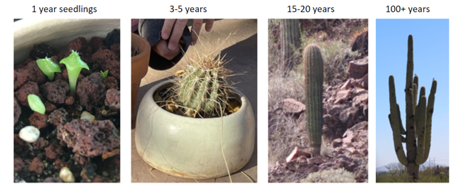 graphic timeline of the young saguaro cactus' growth from 1 year to 100+ years           