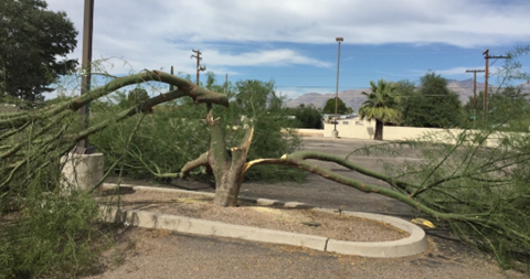 Picture of mesquite shade tree cut  and broken down