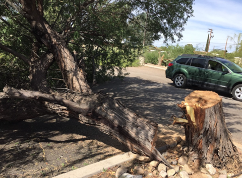 Picture of shade tree cut down with stump showing