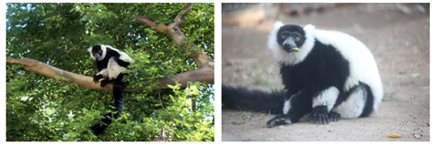 Picture of lemurs, one in a tree and another one close up