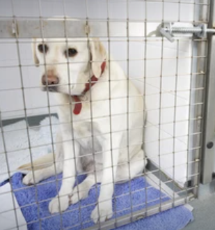 Picture of a caged white dog
