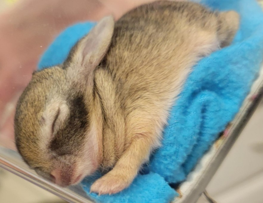 Picture showing a baby rabbit with his eyes closed 