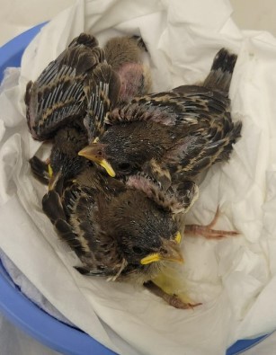 Picture showing a group of newborn swallows