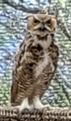 Picture showing one of the owls