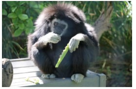 Pictures showing a monkey with his food