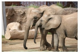 Picture showing 2 elephants