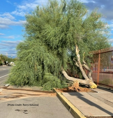 Picture shows palo verde tree after hit by the truck