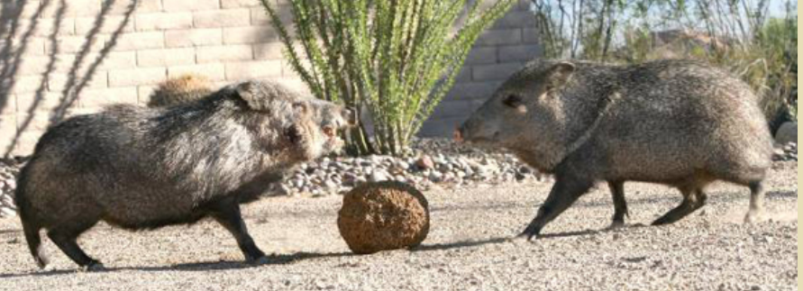 Picture shows 2 Javelinas in residential area
