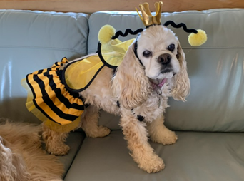 Picture of a dog in bumble bee costume