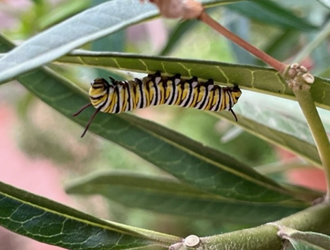 Picture of Caterpillar 