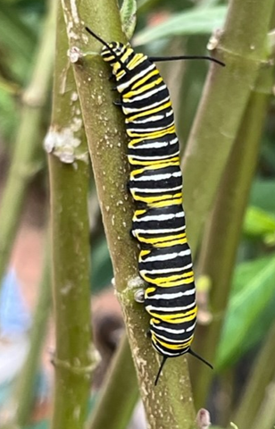 Picture of Caterpillar 