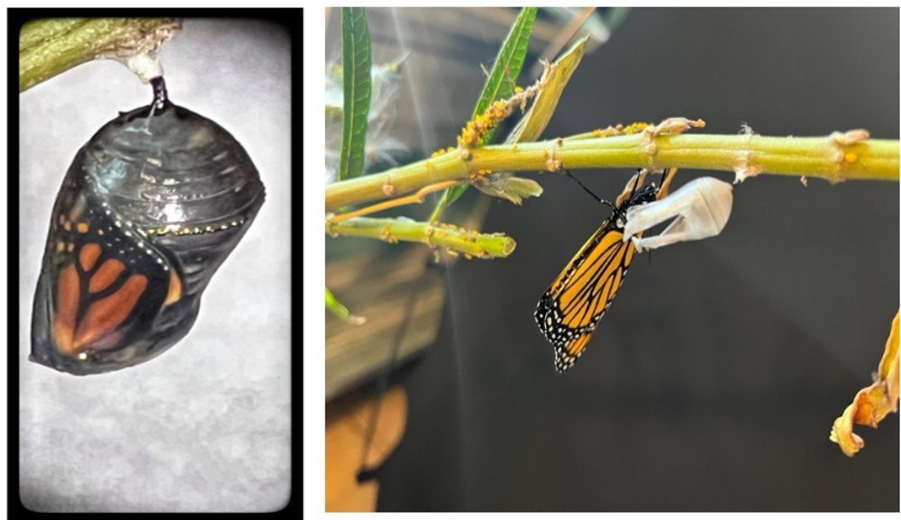 Picture shows monarch butterfly that start to hatch