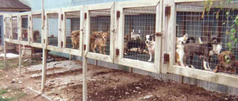 Picture of  some puppies in the cage